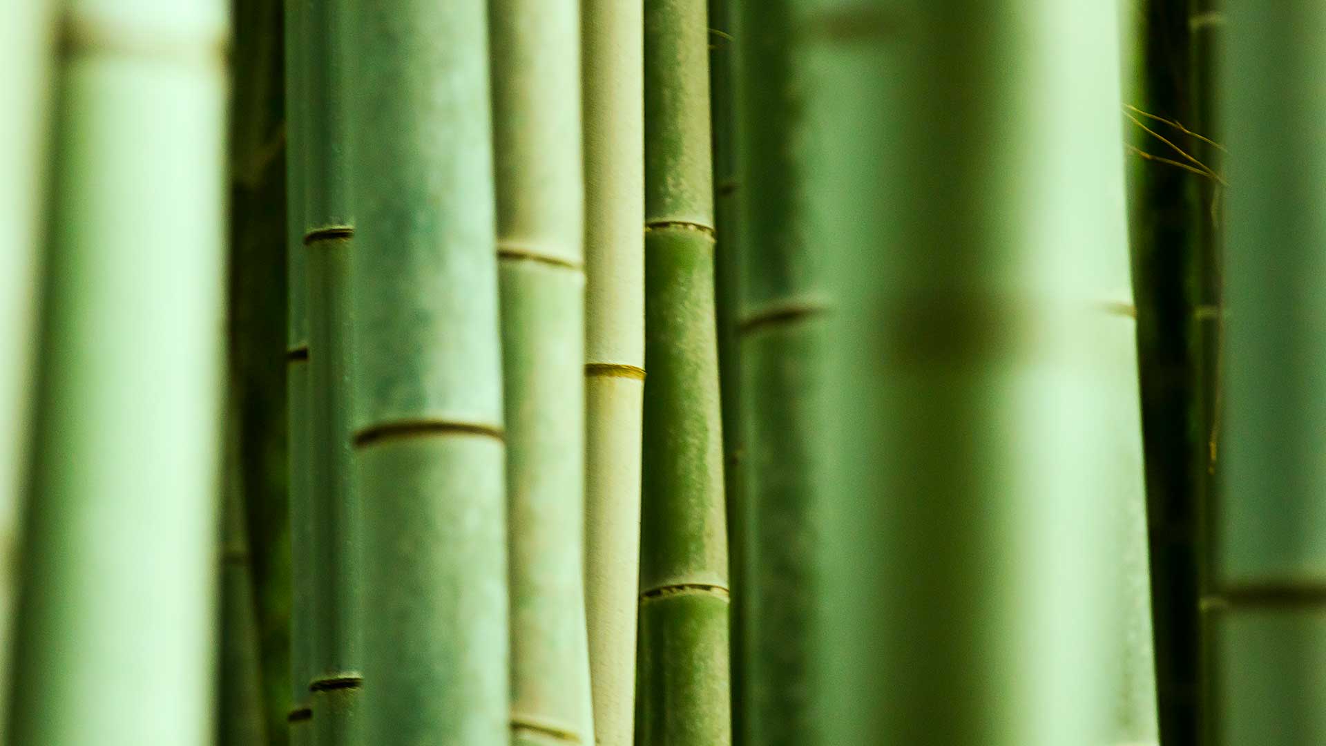 LPBAMBOO2